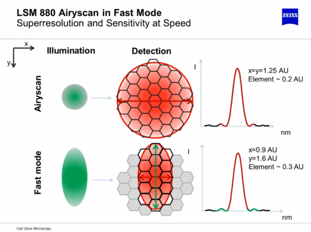 Airyscan: Superresolution (top) vs. Fast Mode (bottom)